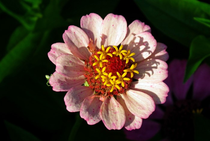 Pink Zinnia flower with yellow center and green spider