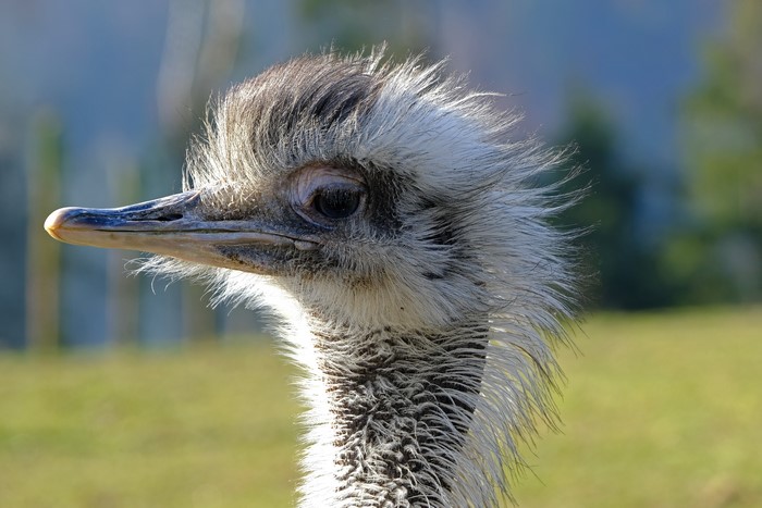 Ostrich Head Closeup