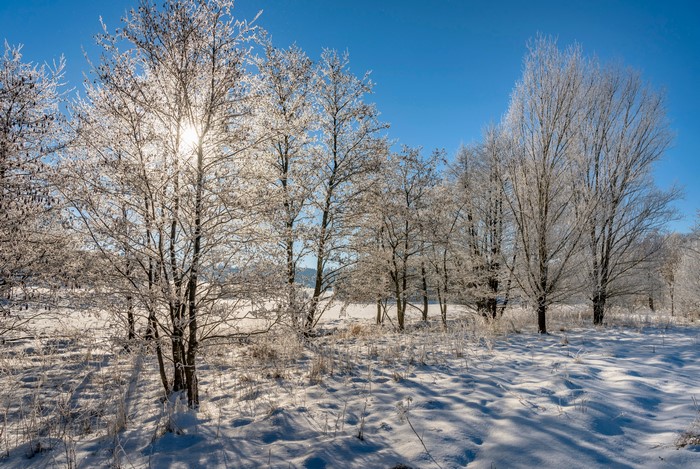 Winter morning with frost-covered trees in Mehren, Germany