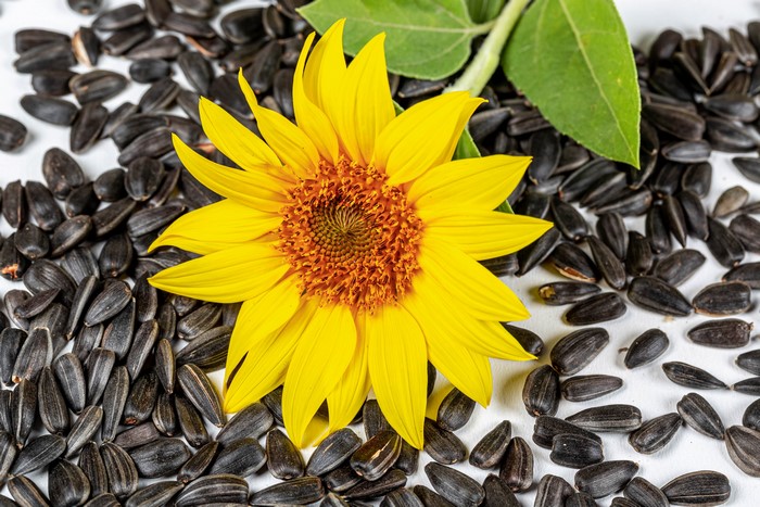 Beautiful Rare Sunflower Seeds Photo Concept Beautiful Rare Sunflower Seeds Photo Concept