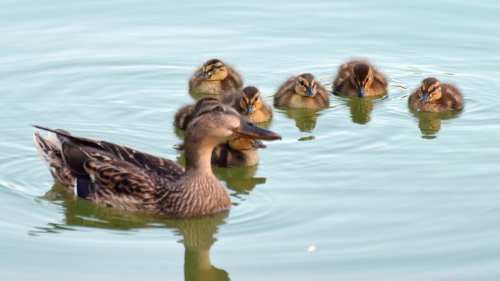 Mother Duck and Ducklings Swimming