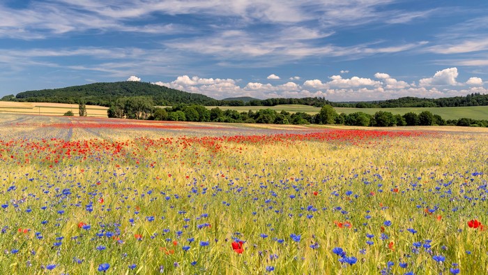 Summer fields of poppies and cornflowers in Eastern Eifel, Germany