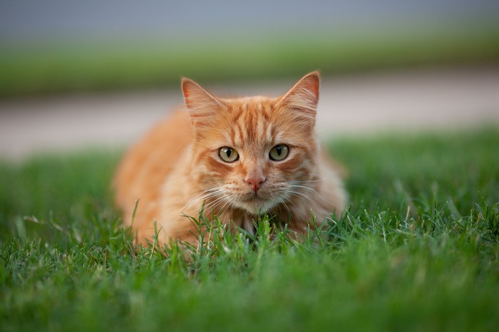 Orange cat lying on grass