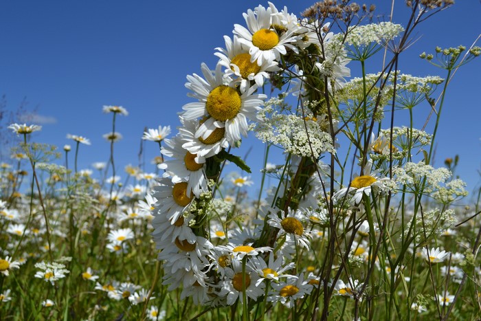 4K Wreath of Camomiles in a Field