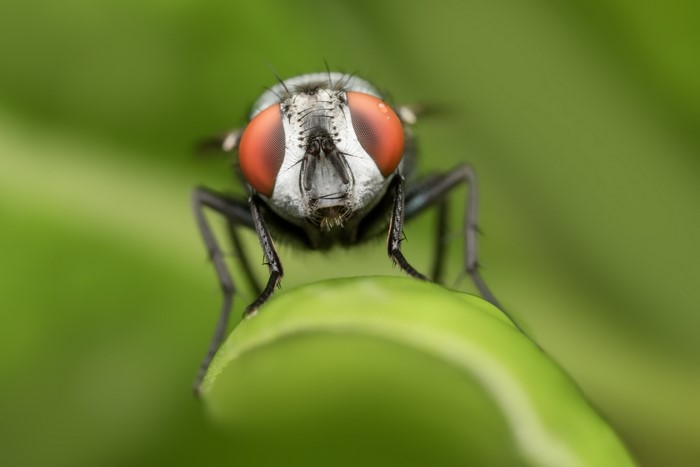 Closeup of a Fly with Red Eyes on a Green Leaf