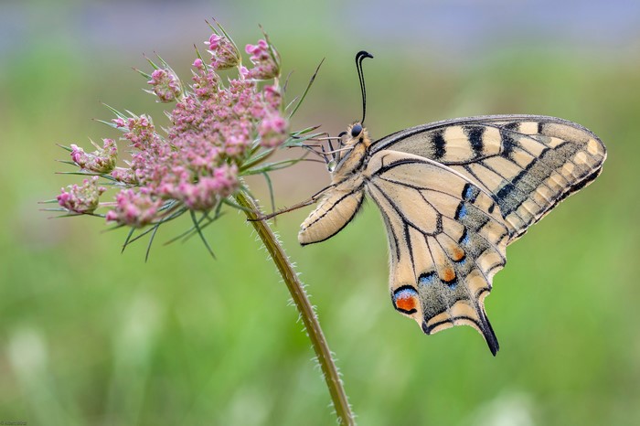 4K Machaon Butterfly on Pink Flower
