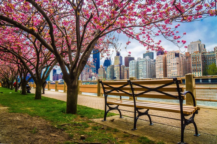 New York City waterfront with flowering trees and bench