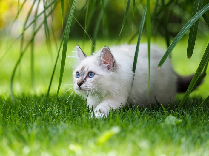 White Birman kitten hiding in grass