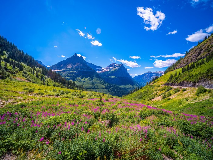 Glacier National Park Mountains and Wildflowers