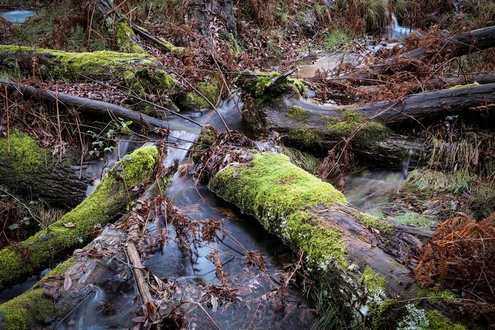 Mossy logs in a stream with foliage