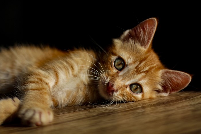 Orange tabby kitten lying on wooden floor