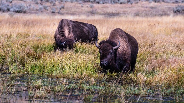 Two Buffalo Bulls in a Grassy Field