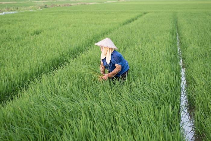 Vietnamese farmer working in a rice field
