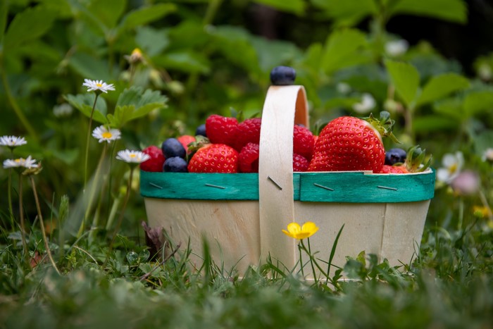 Basket of Strawberries, Raspberries, and Blueberries in Grass