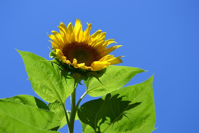 Sunflower against a clear blue sky