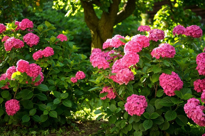 Pink Hydrangeas in a Garden