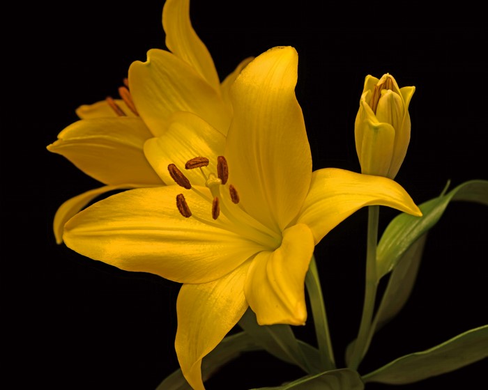 Yellow Lilies with Bud on Black Background