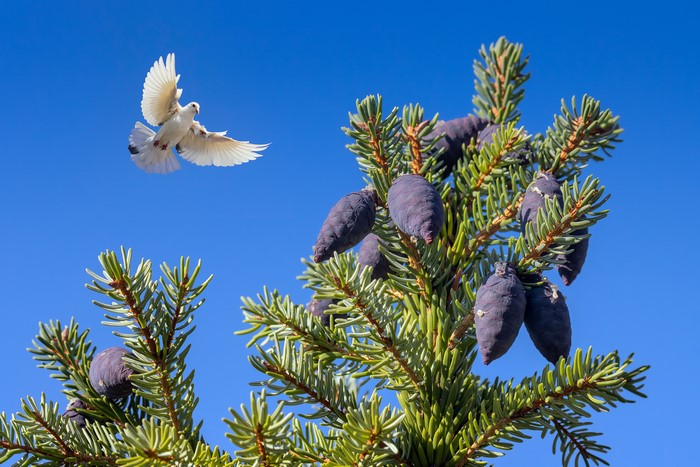 White Dove flying near pine cones on a branch