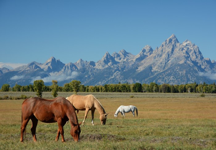 Horses Grazing in Grand Teton National Park