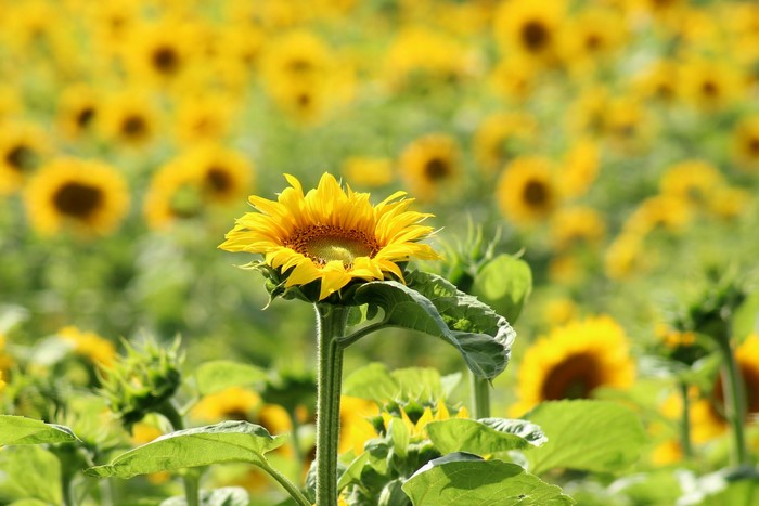 Field of Sunflowers with Bokeh Effect