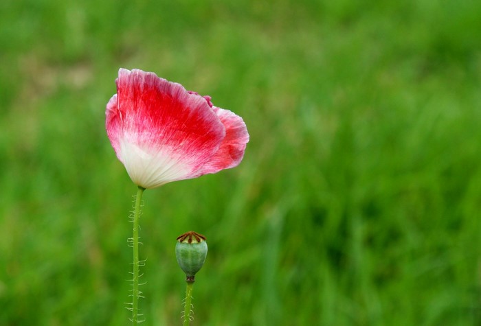 Red and white poppy flower with seed pod