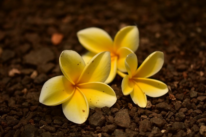 Yellow Plumeria Flowers on Dark Ground
