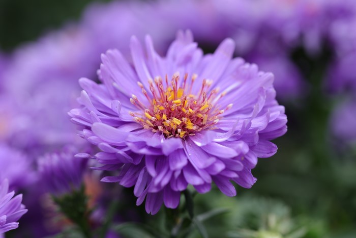 Purple Aster Flower Closeup
