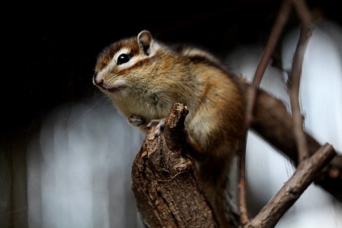 Chipmunk on a branch, bokeh background