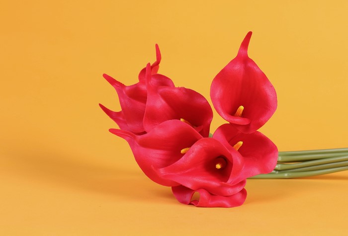 Red Callas on Colored Background