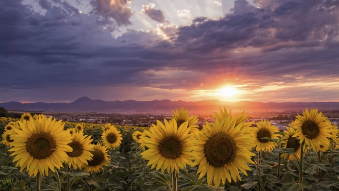 Sunflowers Field at Sunset with Mountains