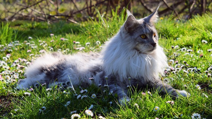 Maine Coon Cat Lying in Grass with Daisies