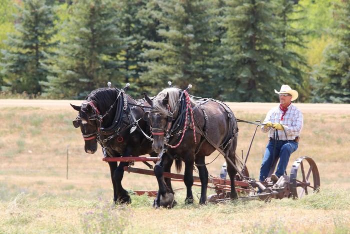 Man driving horses pulling a farm implement