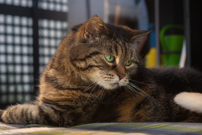 Tabby cat with green eyes looking to the side