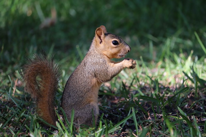 Squirrel in Grass