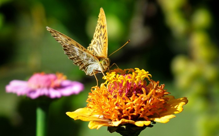 Butterfly on an orange flower with bokeh background