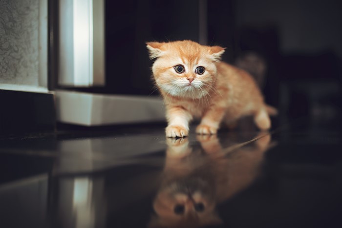 Ginger kitten walking on a reflective surface