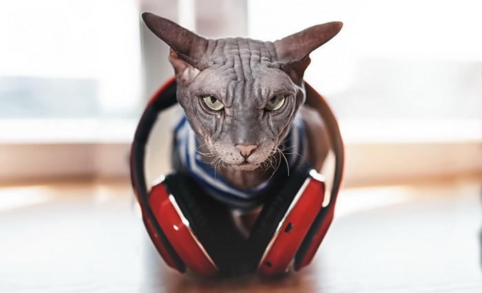 Sphynx cat wearing headphones and a striped shirt