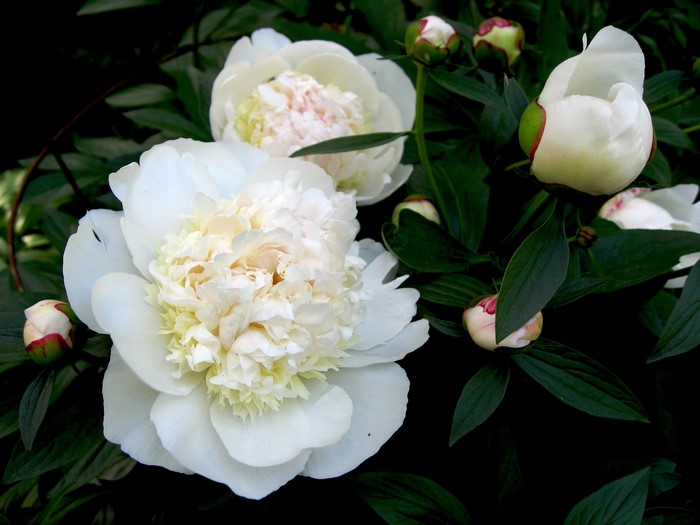 White Peonies and Buds