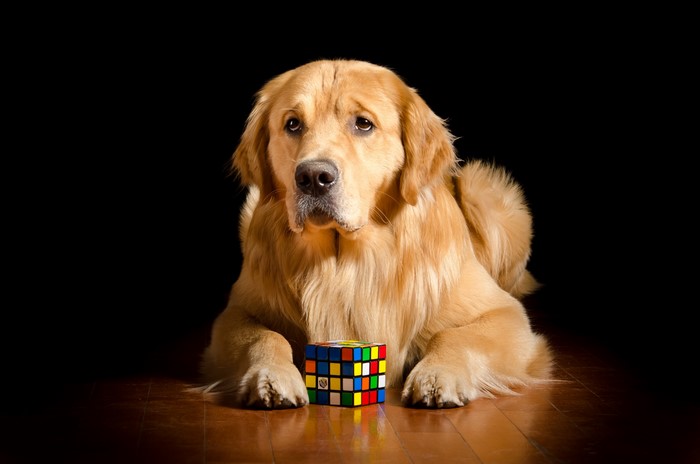 Golden Retriever dog with a Rubik's Cube