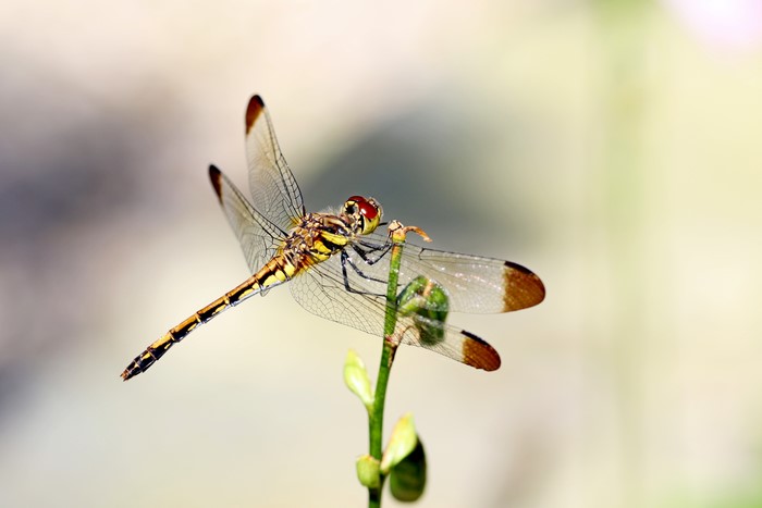 Dragonfly on a plant stem
