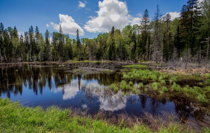 Forest lake with reflections in Canada