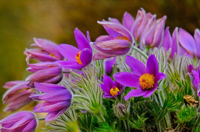 Purple Pulsatilla flowers with yellow centers