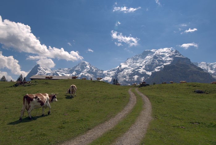 Cows grazing in Swiss Alps with Jungfrau mountains