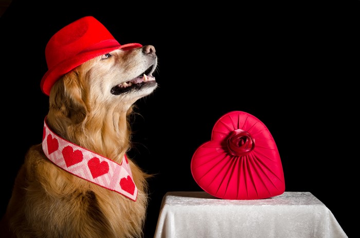 Golden Retriever Dog Wearing Red Hat and Heart Scarf with Valentine's Day Box