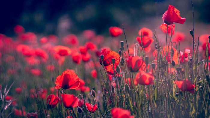 Field of Red Poppies with Bokeh