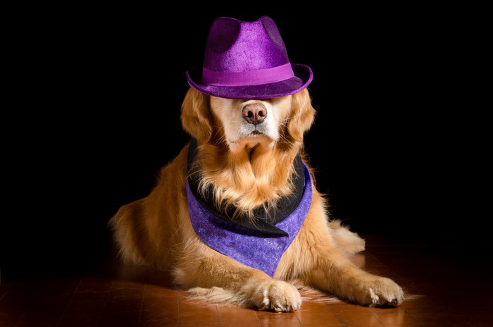 Golden Retriever dog wearing a purple hat and bandana