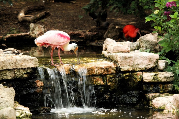 Roseate Spoonbill and Scarlet Ibis by Waterfall