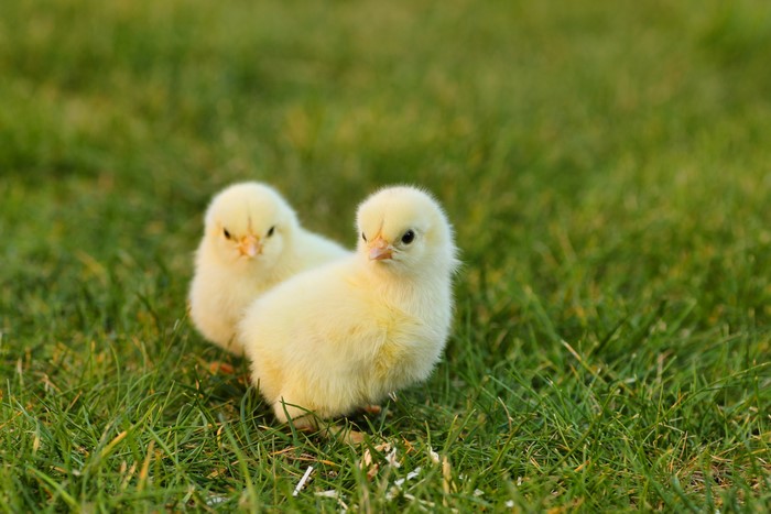 Two yellow chicks on grass