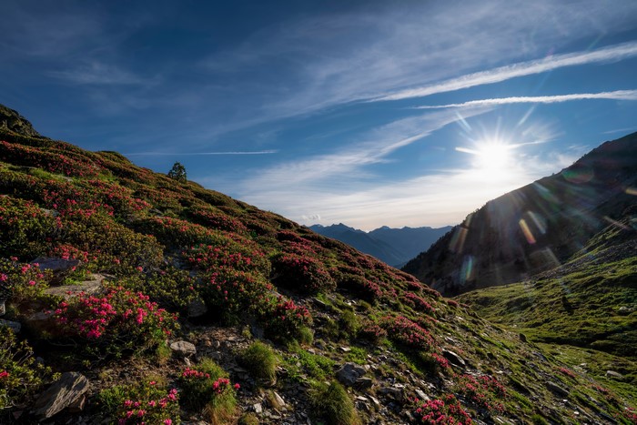 Mountains with Rhododendrons and Sun in Pyrenees