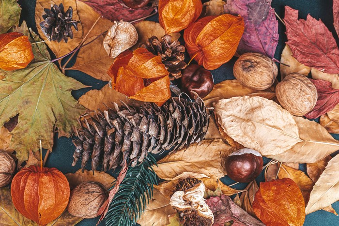 Autumn Foliage with Nuts and Pine Cones